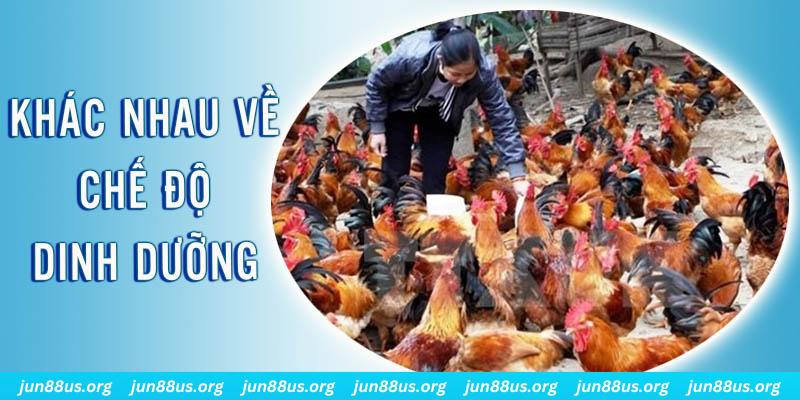 mb88 xổ số thứ sáu hàng tuần